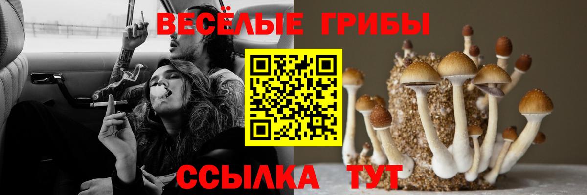 Псилоцибиновые грибы Cubensis Шумерля